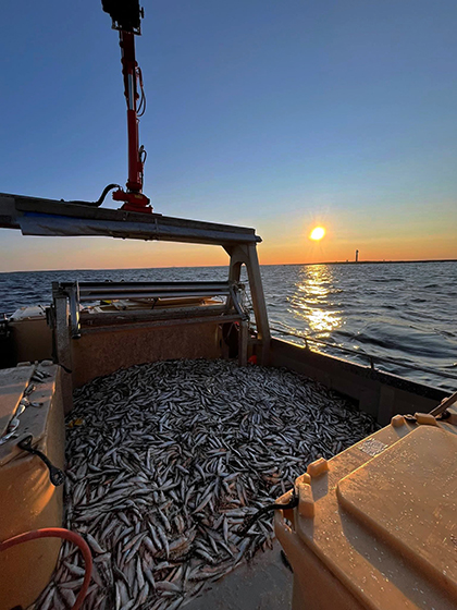 Brandö fisk