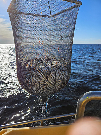Brandö fisk
